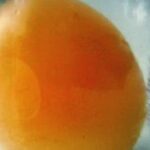 Bottle Egg –Trik Memasukkan Telur Ayam kedalam Botol - BintangTop.com