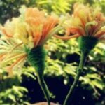 Bunga Dandelion dari Benang – Trik Pembuatan dengan Garpu - BintangTop.com