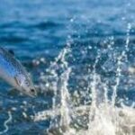 FILOSOFI Ikan SALMON VS Ikan HIU – Termasuk Mana Anda? - BintangTop.com