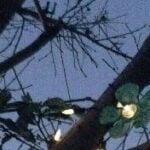 LAMPU BUNGA – Membuat Lampu Pohon dari Botol Bekas - BintangTop.com