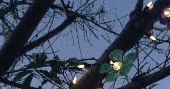 LAMPU BUNGA – Membuat Lampu Pohon dari Botol Bekas - BintangTop.com