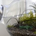 Terrarium Mini dari Lampu Pijar Bekas – Membuat Hiasan Unik - BintangTop.com